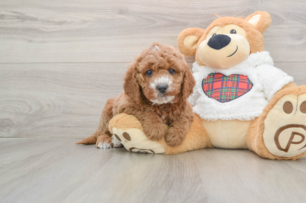 5 week old Mini Goldendoodle Puppy For Sale - Puppy Love PR