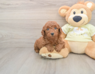7 week old Mini Goldendoodle Puppy For Sale - Puppy Love PR