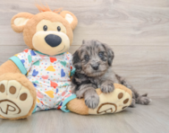 8 week old Mini Goldendoodle Puppy For Sale - Puppy Love PR