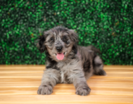 9 week old Mini Goldendoodle Puppy For Sale - Puppy Love PR