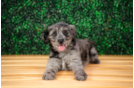 Mini Goldendoodle Pup Being Cute