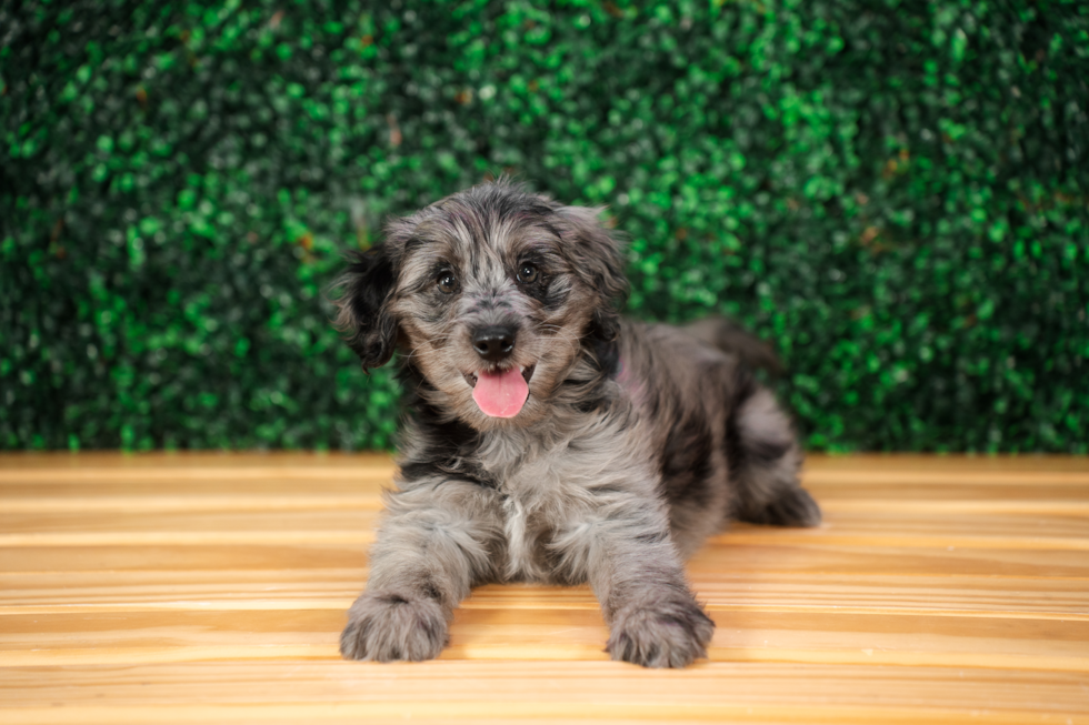 Mini Goldendoodle Pup Being Cute