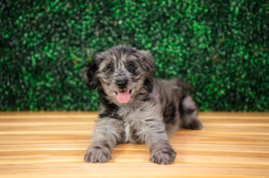 Mini Goldendoodle Pup Being Cute