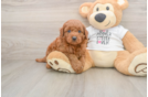 Playful Mini Groodle Poodle Mix Puppy