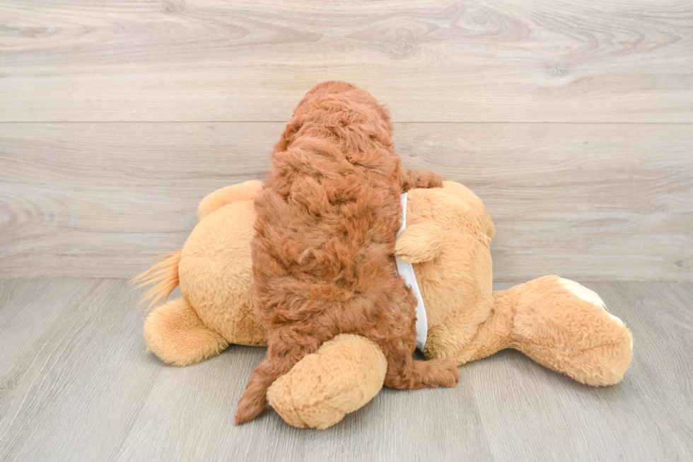 Sweet Mini Goldendoodle Baby