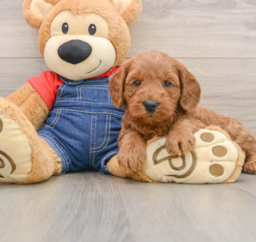 8 week old Mini Goldendoodle Puppy For Sale - Puppy Love PR