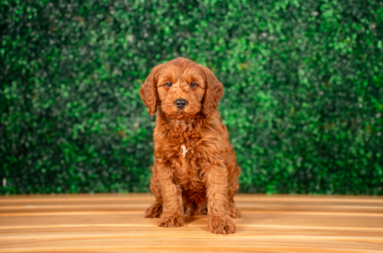 Cute Mini Groodle Poodle Mix Puppy