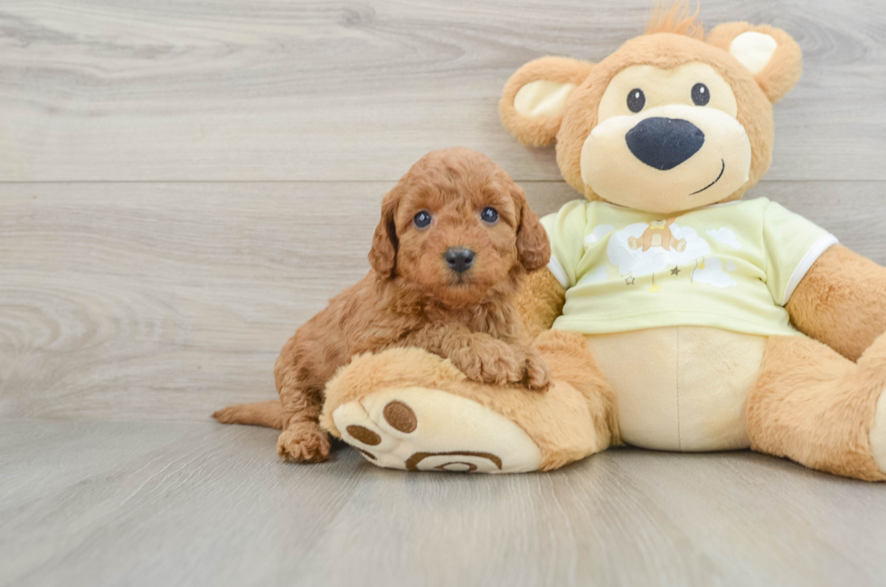 6 week old Mini Goldendoodle Puppy For Sale - Puppy Love PR