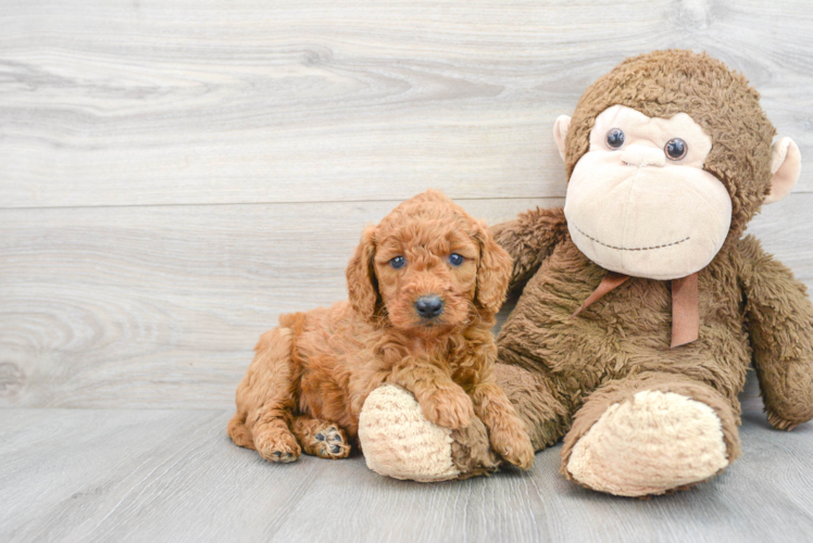 Meet Khloe - our Mini Goldendoodle Puppy Photo 1/3 - Puppy Love PR Mini Goldendoodle Puppy for Adoption