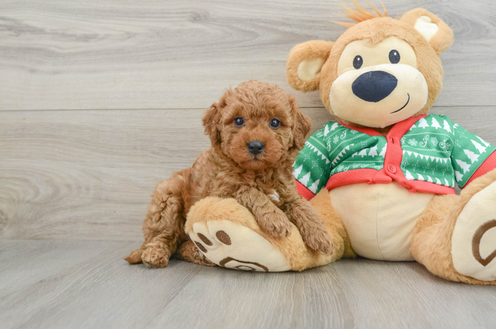 5 week old Mini Goldendoodle Puppy For Sale - Puppy Love PR