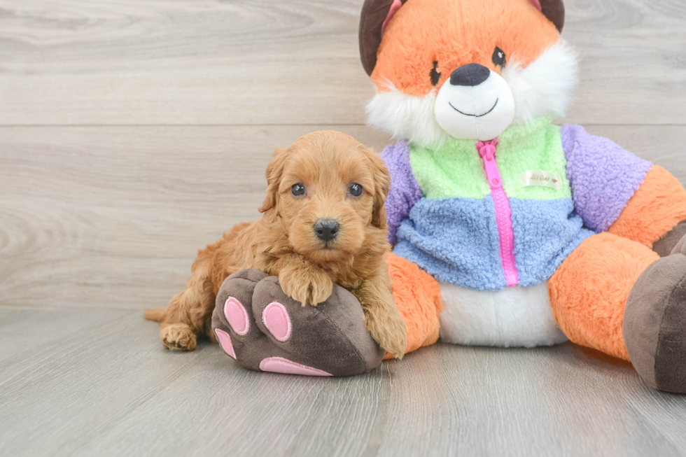 Mini Goldendoodle Puppy for Adoption