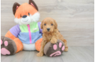 Sweet Mini Goldendoodle Baby