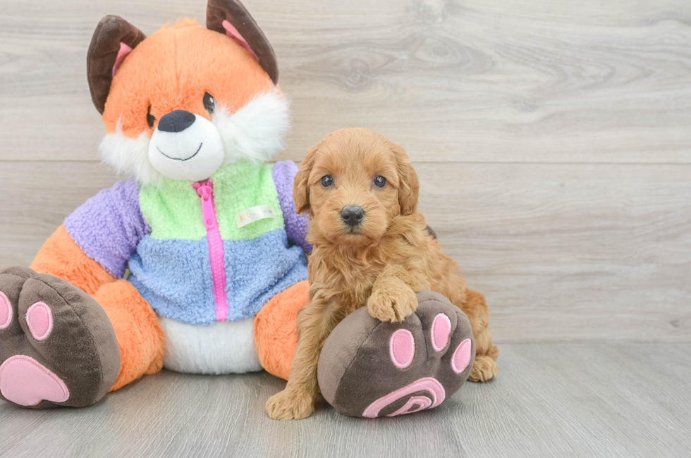 5 week old Mini Goldendoodle Puppy For Sale - Puppy Love PR