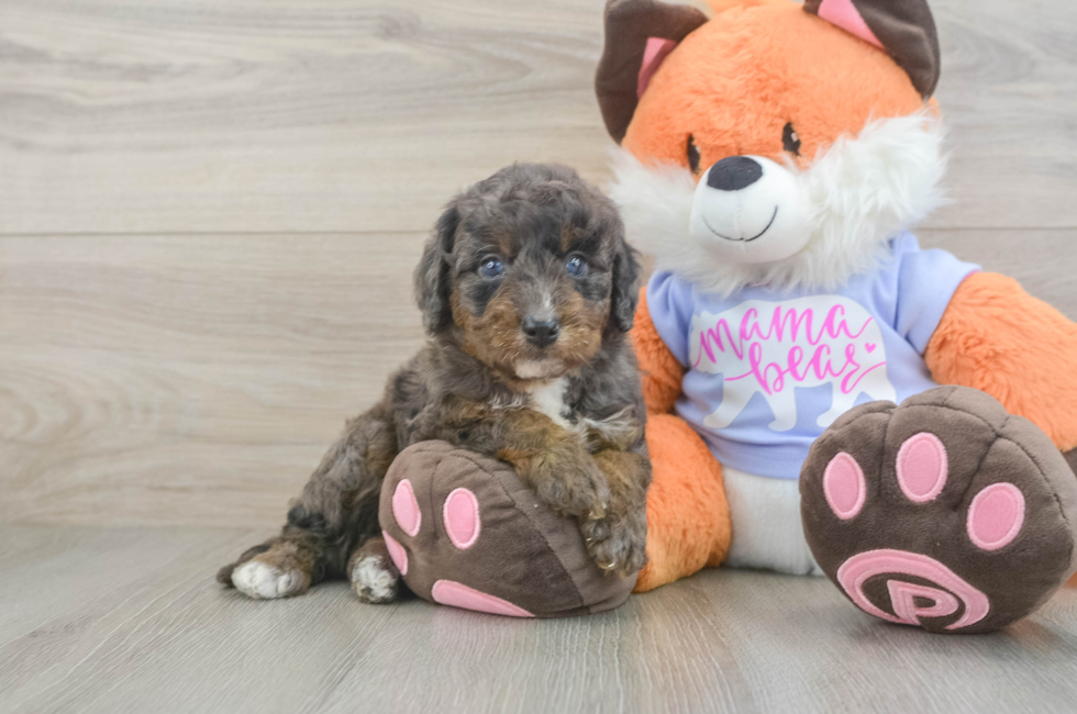 5 week old Mini Goldendoodle Puppy For Sale - Puppy Love PR