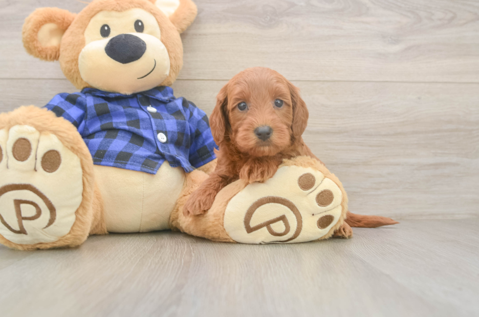 7 week old Mini Goldendoodle Puppy For Sale - Puppy Love PR