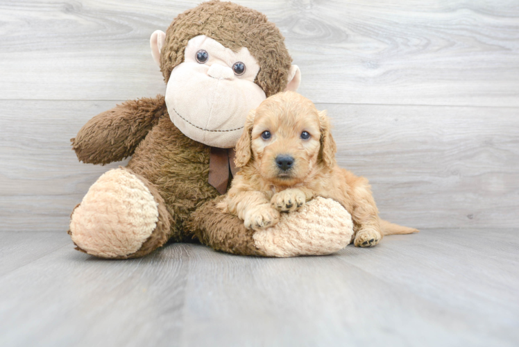 Mini Goldendoodle Pup Being Cute