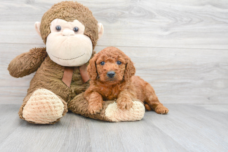 Meet Kim - our Mini Goldendoodle Puppy Photo 1/3 - Puppy Love PR Best Mini Goldendoodle Baby