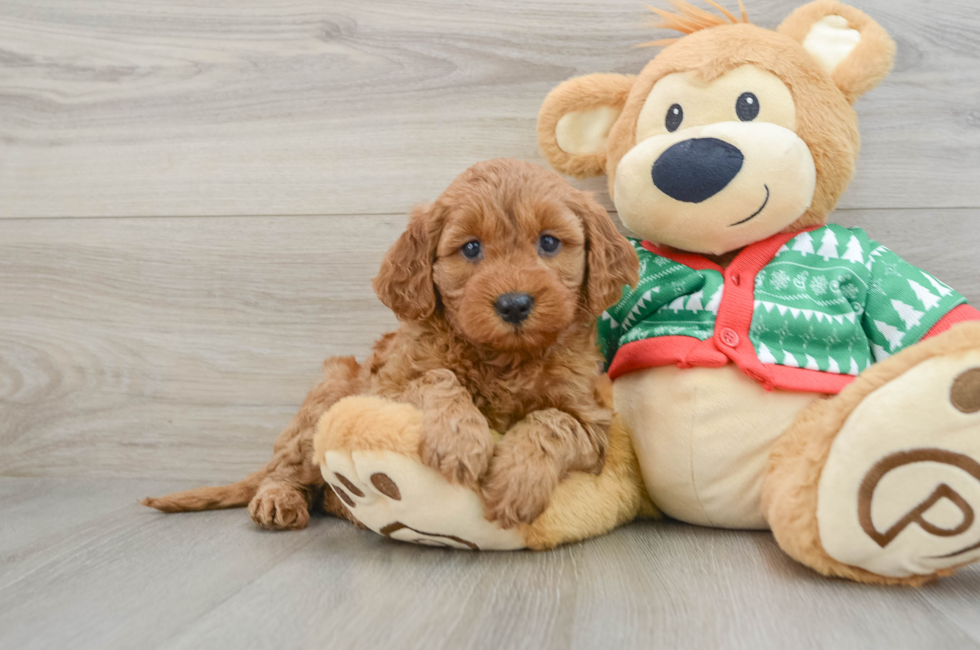 5 week old Mini Goldendoodle Puppy For Sale - Puppy Love PR