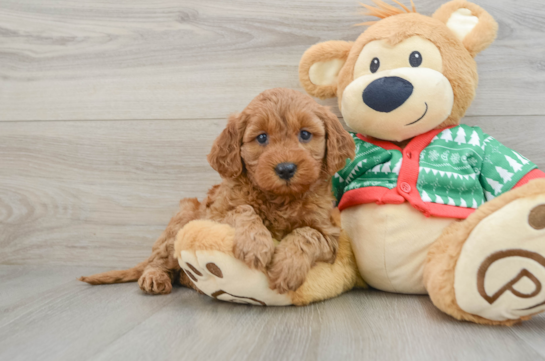 Adorable Golden Retriever Poodle Mix Poodle Mix Puppy