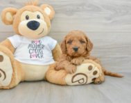 9 week old Mini Goldendoodle Puppy For Sale - Puppy Love PR