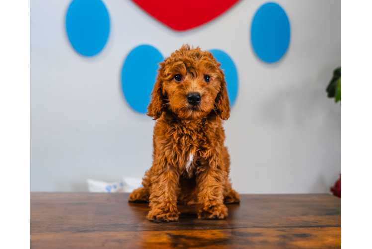 Mini Goldendoodle Puppy for Adoption