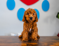 10 week old Mini Goldendoodle Puppy For Sale - Puppy Love PR