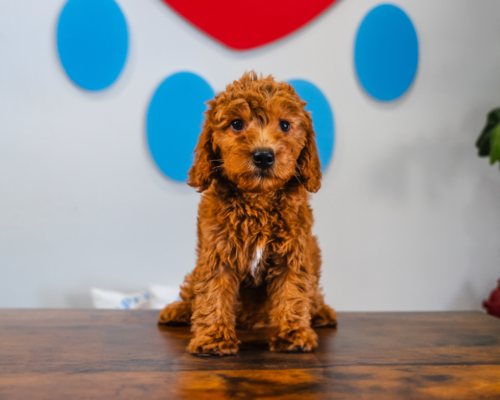 Mini Goldendoodle Puppy for Adoption