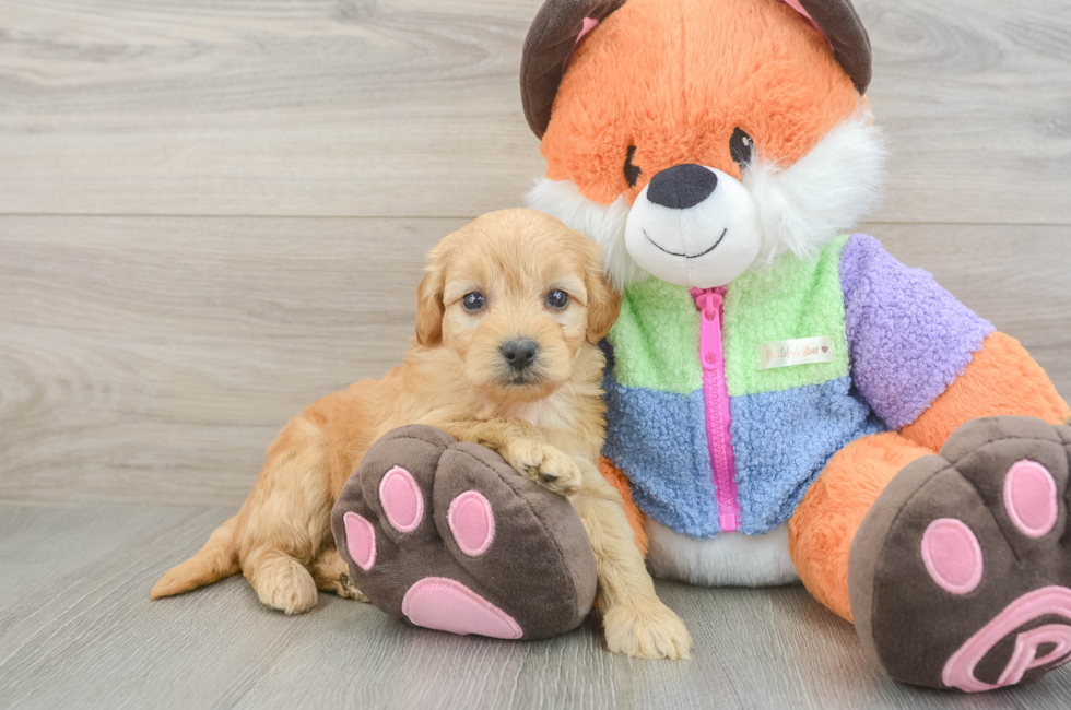 5 week old Mini Goldendoodle Puppy For Sale - Puppy Love PR