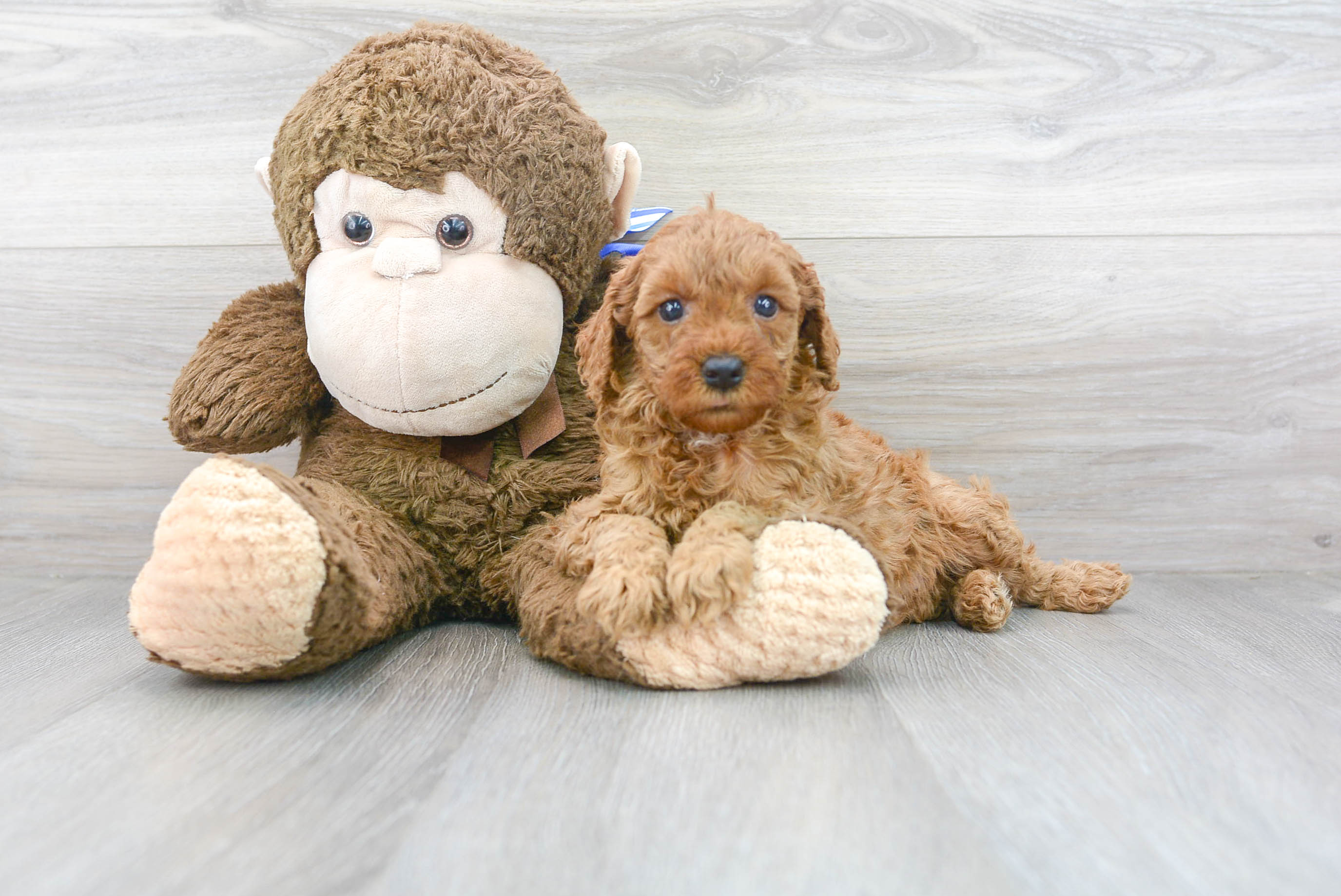Mini Goldendoodle Puppy for Adoption
