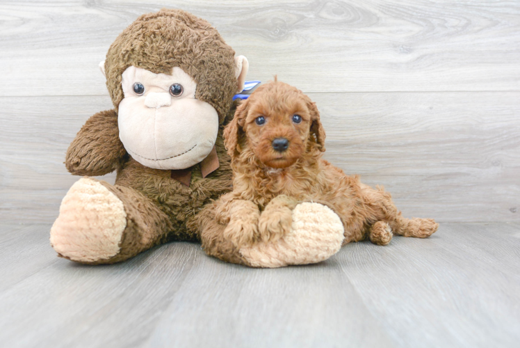Meet Kim - our Mini Goldendoodle Puppy Photo 1/3 - Puppy Love PR Mini Goldendoodle Puppy for Adoption