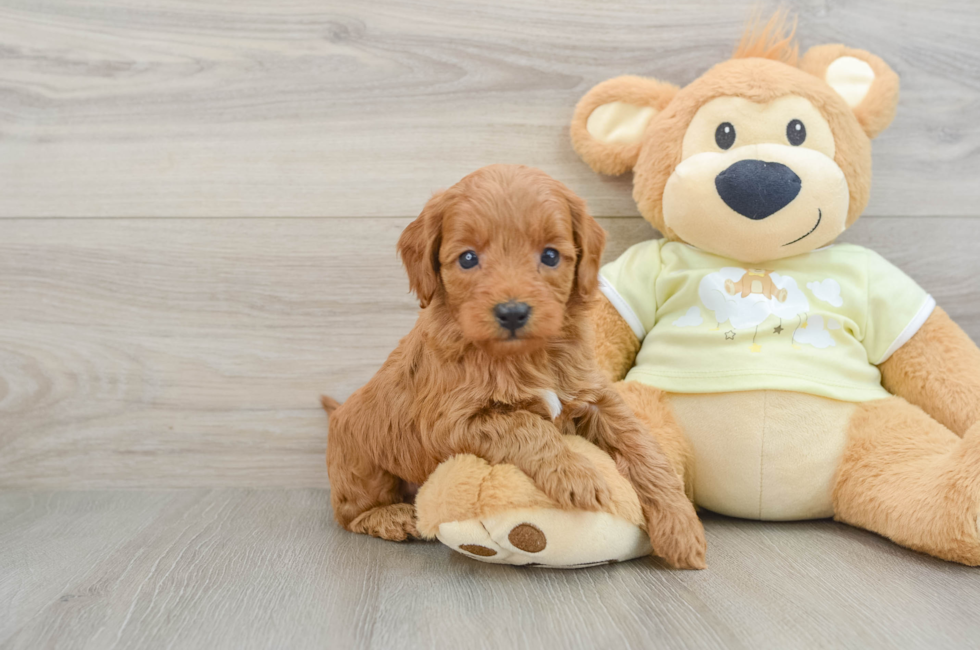 6 week old Mini Goldendoodle Puppy For Sale - Puppy Love PR