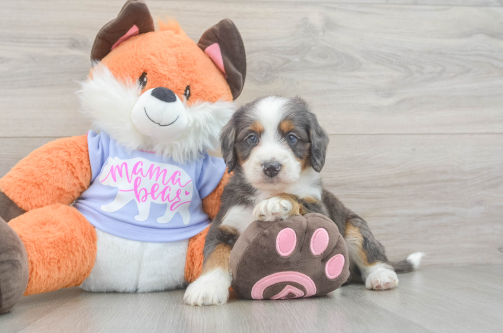 5 week old Mini Goldendoodle Puppy For Sale - Puppy Love PR
