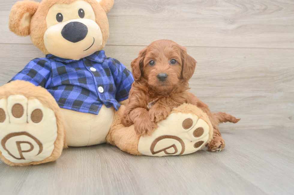 7 week old Mini Goldendoodle Puppy For Sale - Puppy Love PR