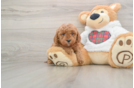 Funny Mini Goldendoodle Poodle Mix Pup
