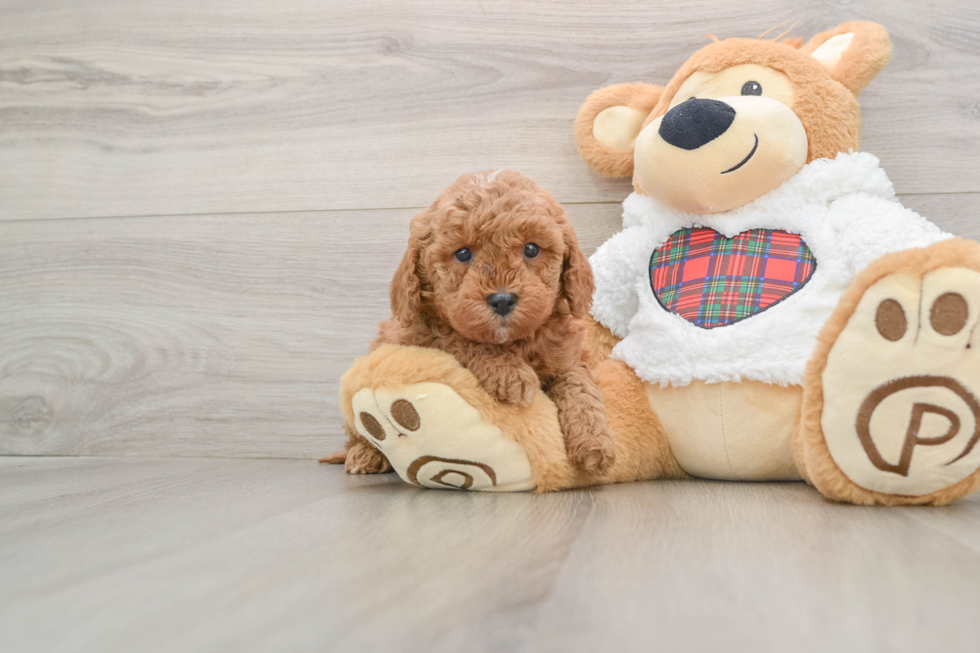 Funny Mini Goldendoodle Poodle Mix Pup