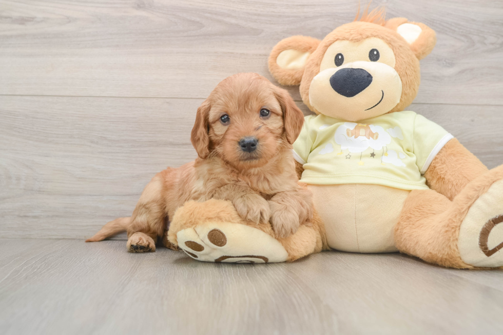 Mini Goldendoodle Pup Being Cute