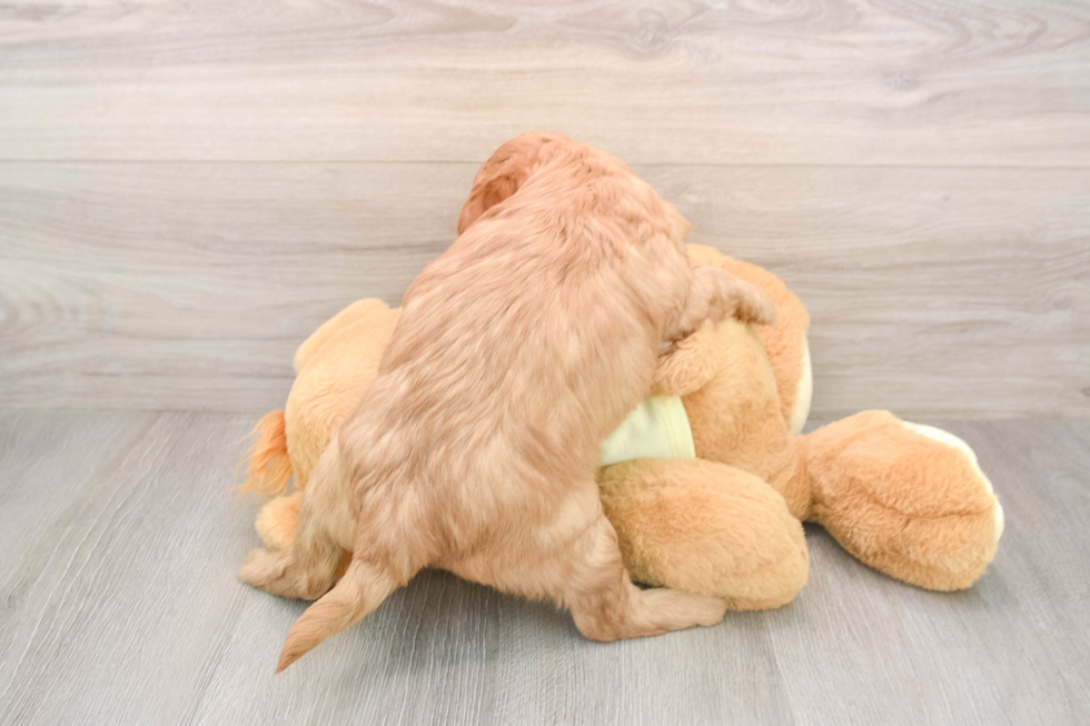 Mini Goldendoodle Puppy for Adoption