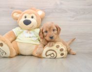 7 week old Mini Goldendoodle Puppy For Sale - Puppy Love PR