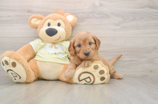 Friendly Mini Goldendoodle Baby