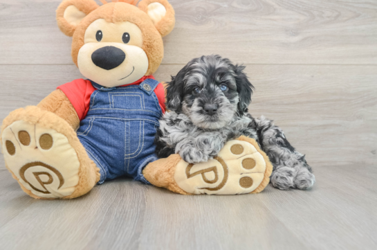 Cute Mini Goldendoodle Baby