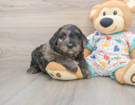 8 week old Mini Goldendoodle Puppy For Sale - Puppy Love PR