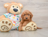 7 week old Mini Goldendoodle Puppy For Sale - Puppy Love PR