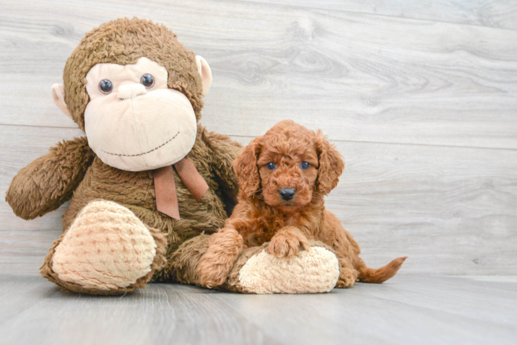 Meet Kourtney - our Mini Goldendoodle Puppy Photo 1/3 - Puppy Love PR Cute Mini Goldendoodle Baby