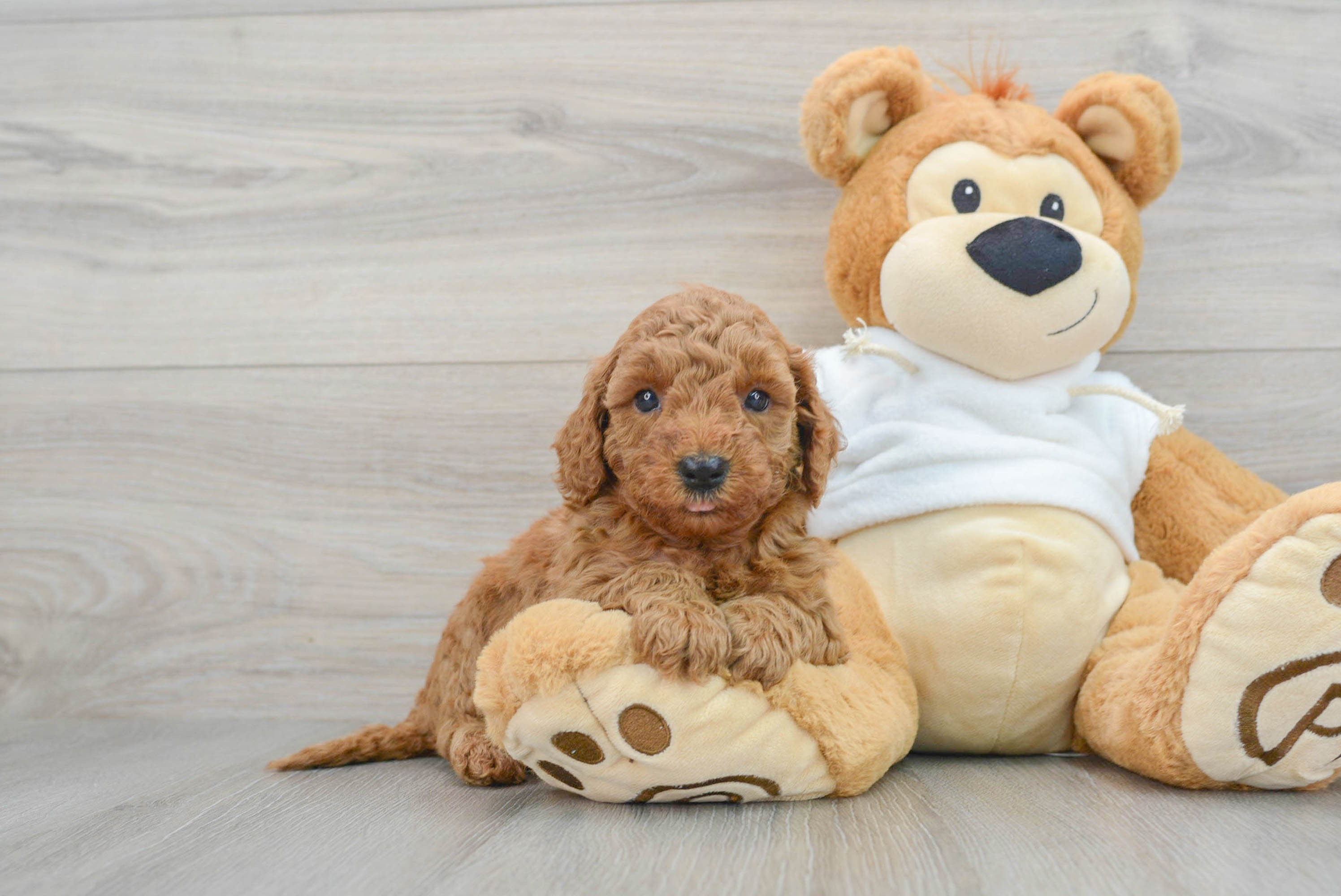 Best Mini Goldendoodle Baby