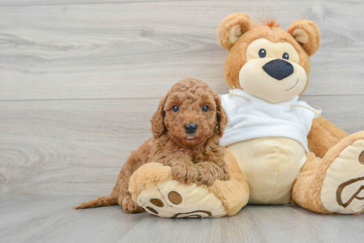 Meet Zeilynn - our Mini Goldendoodle Puppy Photo 1/3 - Puppy Love PR Best Mini Goldendoodle Baby