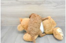 Cute Mini Goldendoodle Baby
