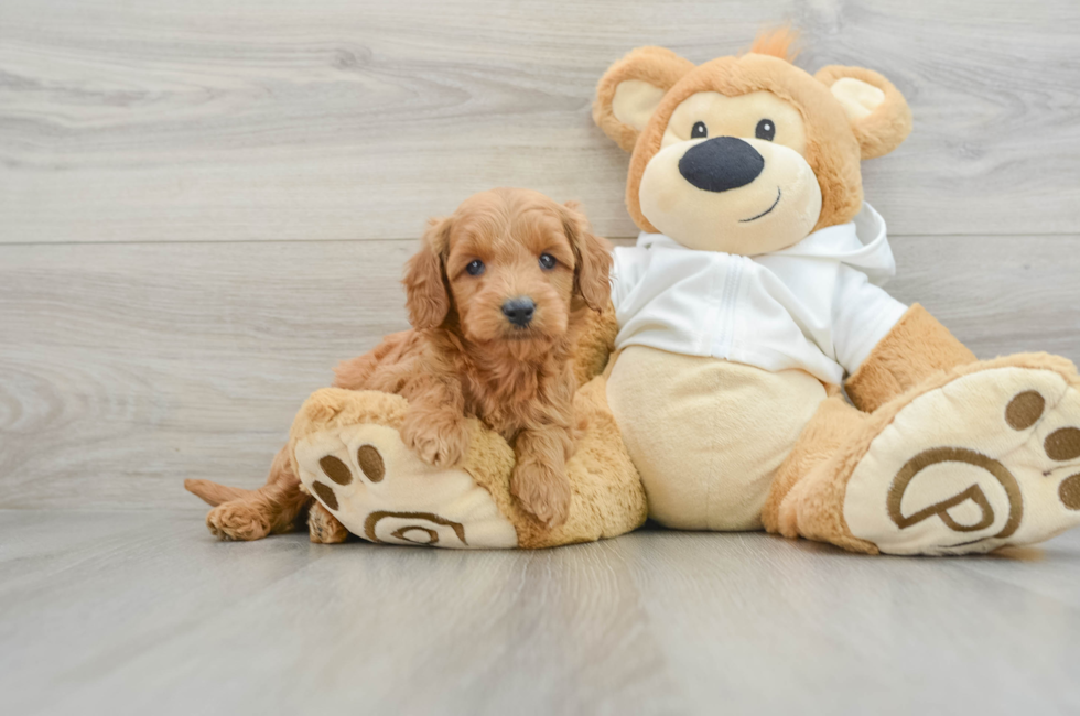 5 week old Mini Goldendoodle Puppy For Sale - Puppy Love PR