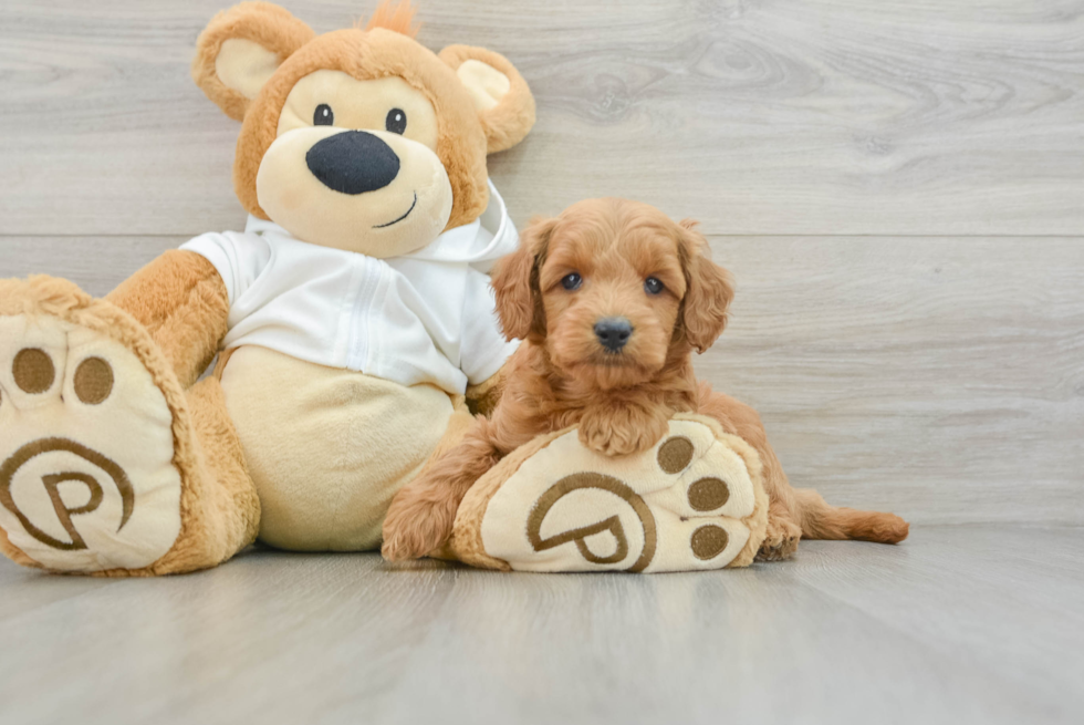 Best Mini Goldendoodle Baby