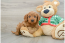 Best Mini Goldendoodle Baby