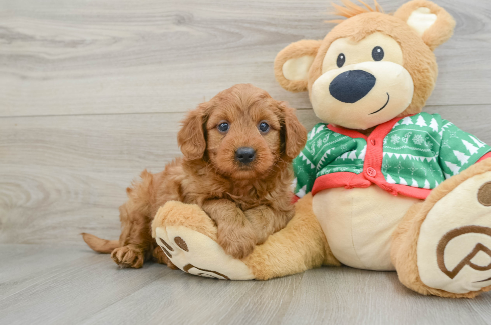 5 week old Mini Goldendoodle Puppy For Sale - Puppy Love PR